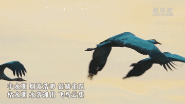 中国故事|鄱阳湖的“双面绣”