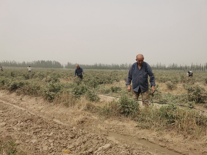 我们新疆好地方｜沙漠旁有这样一片花海