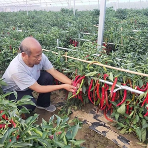 微信分享图 河北鸡泽:做强辣椒产业促进农民增收
