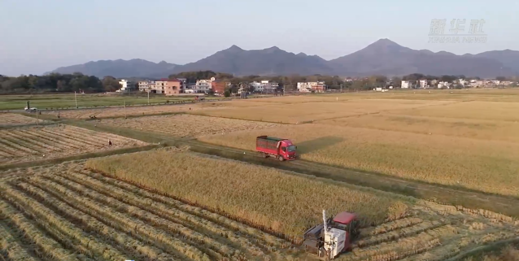 世界粮食日·肥田丨江西：农田高标准 丰收有底气