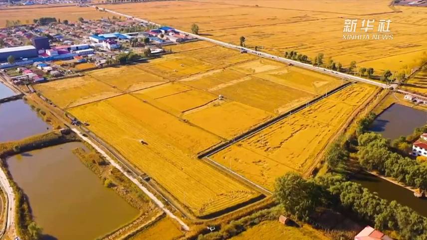 新华全媒+丨沈阳青年农场：稻穗摇曳收割忙