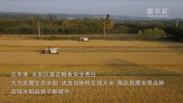 新华全媒+｜秦岭脚下稻浪滚滚迎丰收