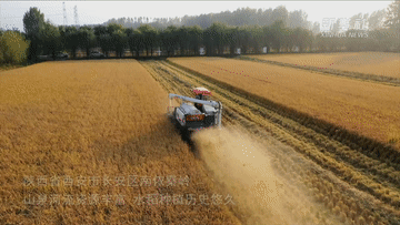 新华全媒+｜秦岭脚下稻浪滚滚迎丰收