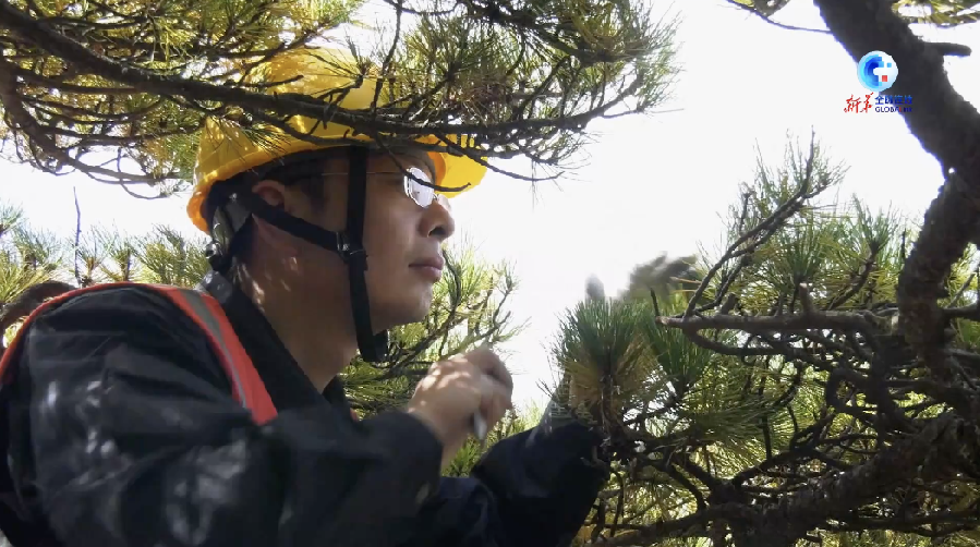 全球连线丨记者亲历黄山千年迎客松“体检”现场