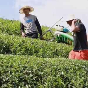 贵州安顺：茶企转型升级 助力乡村振兴