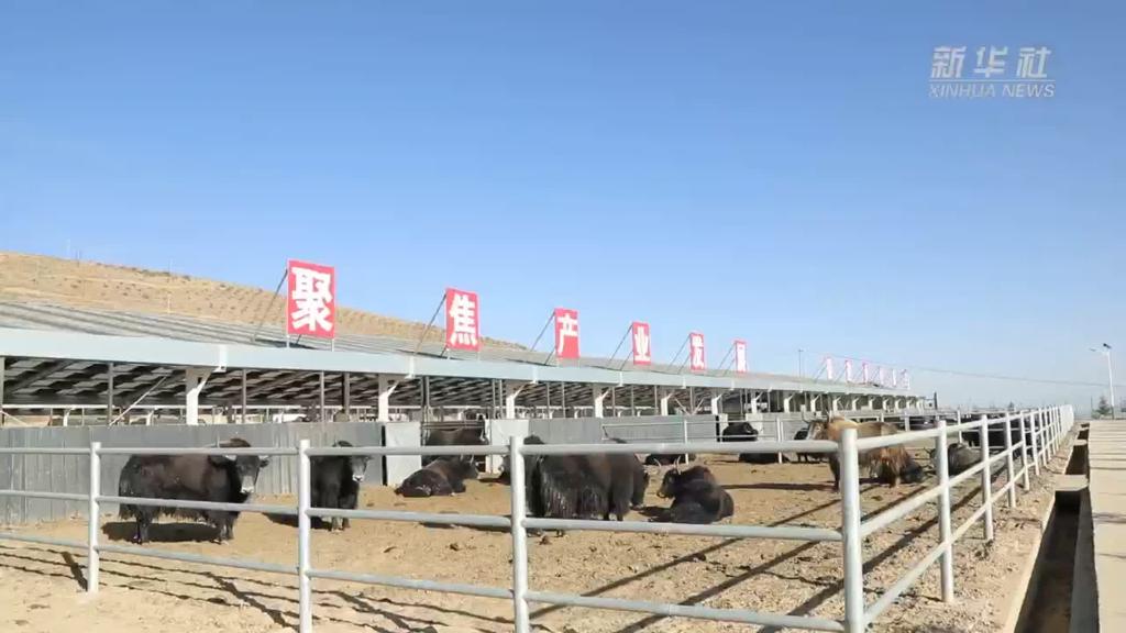新华视点｜“富硒牦牛”为乡村振兴蓄势添能
