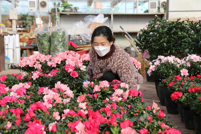 新春走基层｜新春花市“年味儿”浓