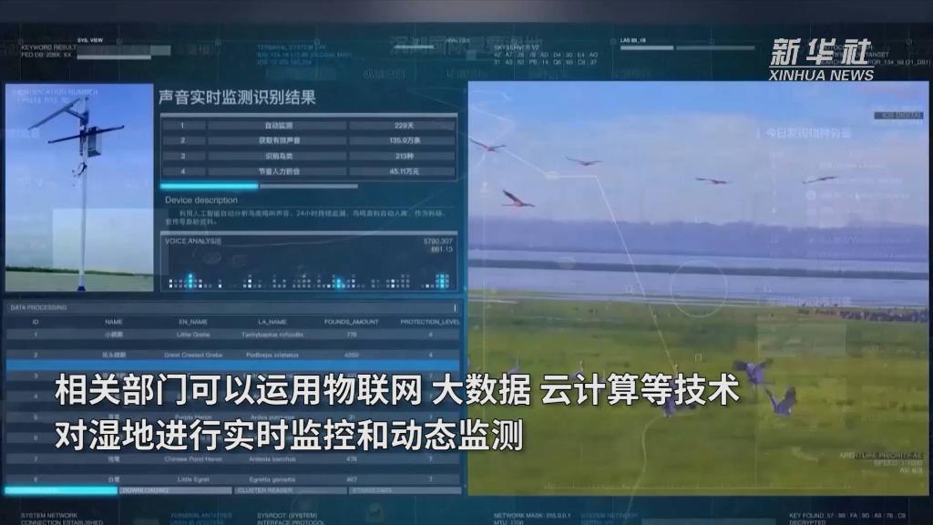 新华全媒+｜青头潜鸭武汉“安家”记