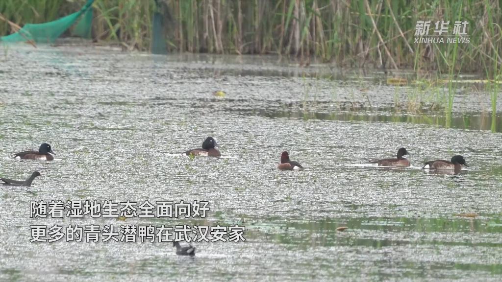 新华全媒+｜青头潜鸭武汉“安家”记
