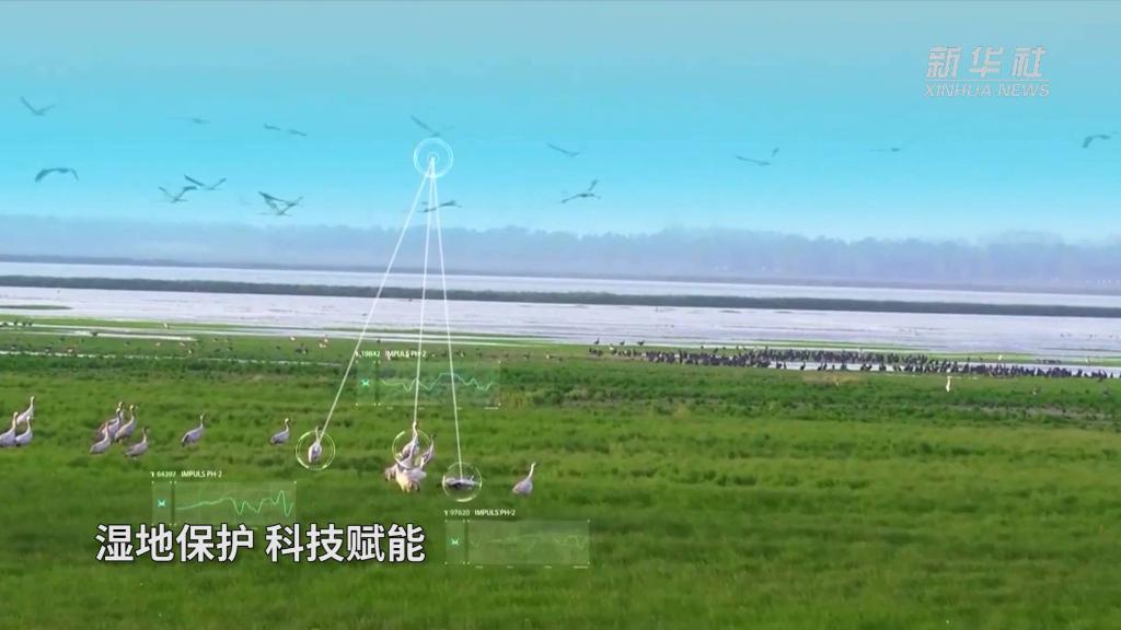 新华全媒+｜青头潜鸭武汉“安家”记