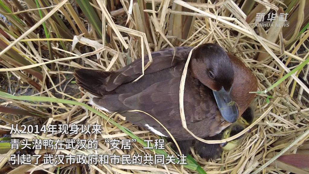 新华全媒+｜青头潜鸭武汉“安家”记