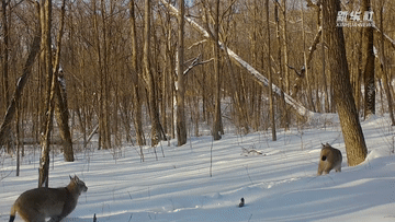 新华全媒+｜冰天雪地里的湿地守护者