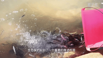 新华全媒+｜10万尾花斑裸鲤放归 守护黄河上游水生态