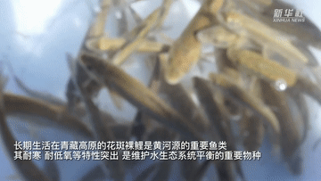 新华全媒+｜10万尾花斑裸鲤放归 守护黄河上游水生态
