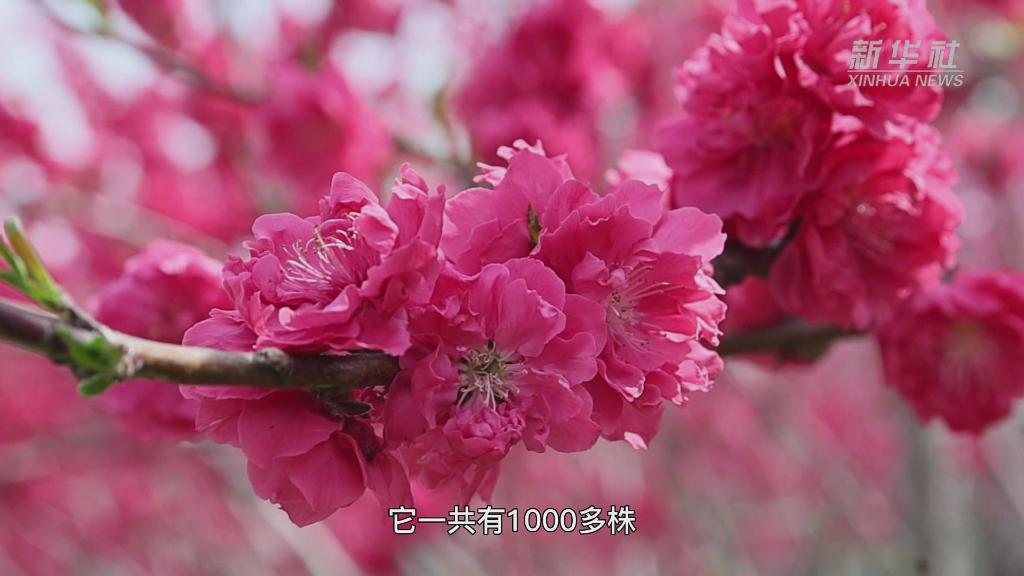 延乔墓旁桃花开了，还有这些“时空来信”你们看到了吗？