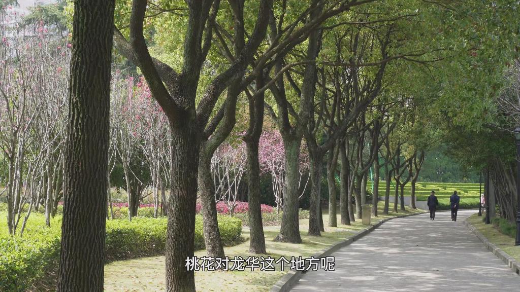 延乔墓旁桃花开了，还有这些“时空来信”你们看到了吗？