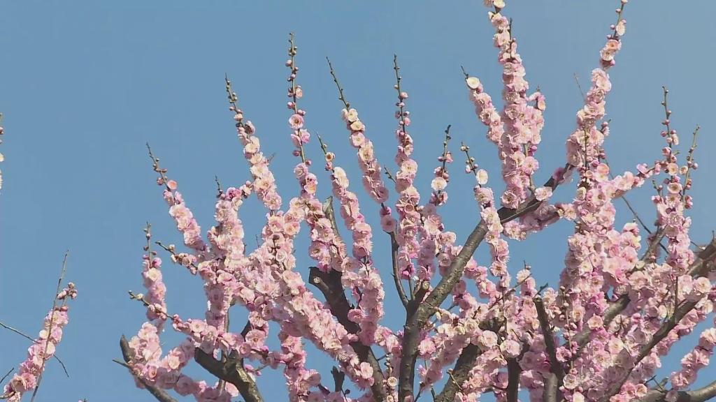延乔墓旁桃花开了，还有这些“时空来信”你们看到了吗？
