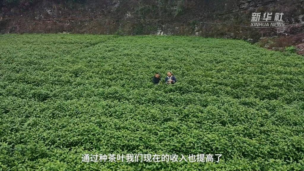 全国两会精神看落实｜湖南牛角山村：茶旅融合助力乡村振兴