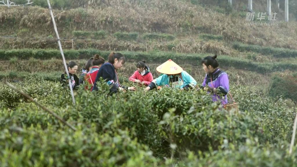 全国两会精神看落实｜湖南牛角山村：茶旅融合助力乡村振兴