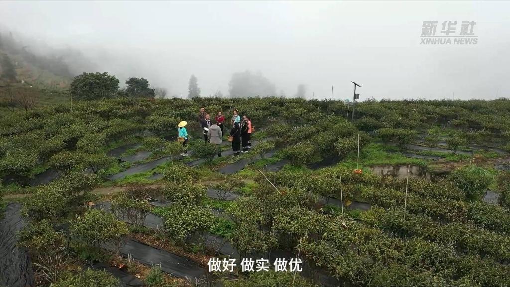 全国两会精神看落实｜湖南牛角山村：茶旅融合助力乡村振兴