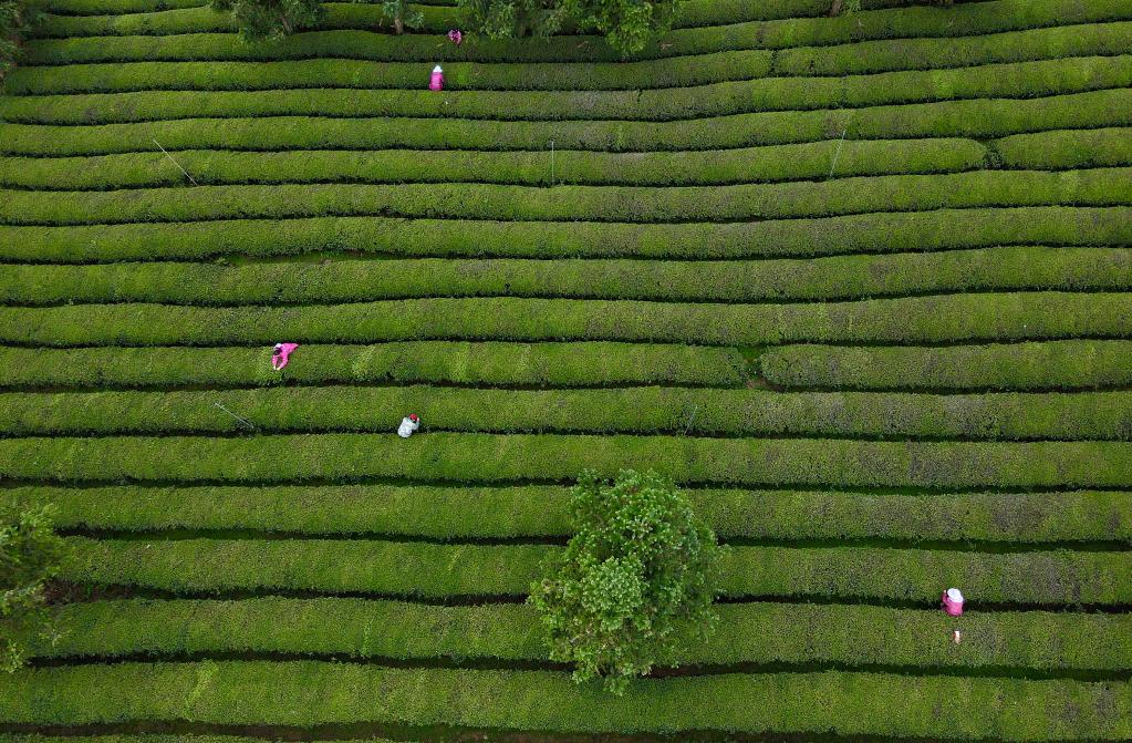 “种风景”的新农人｜“茶海园丁”：茶园变公园