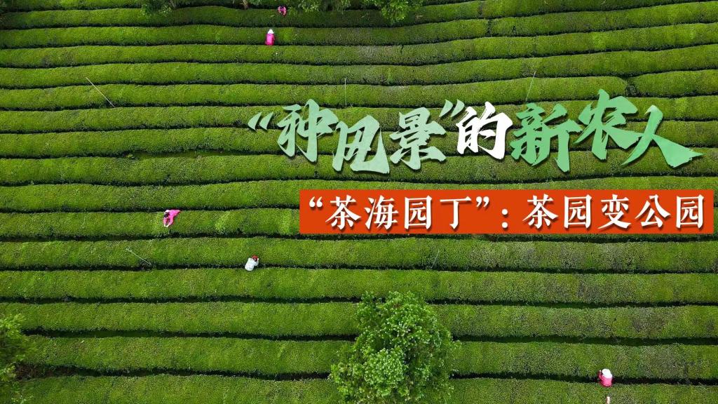 “种风景”的新农人｜“茶海园丁”：茶园变公园