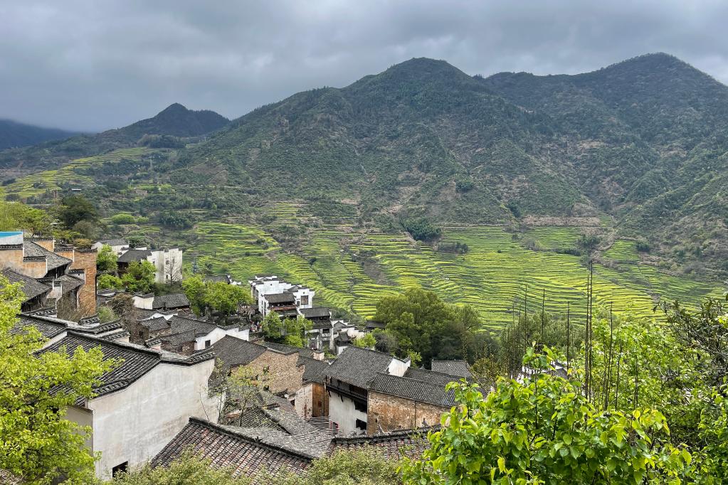 “种风景”的新农人丨“油菜花匠”：花海聚人海