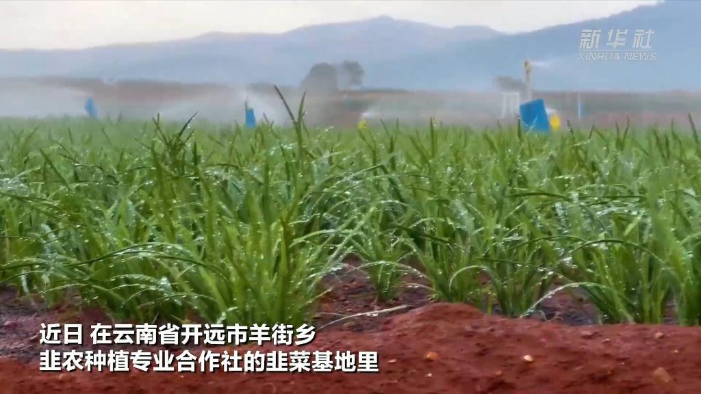 新华全媒+｜红土地上农事忙 “不毛地”变致富田
