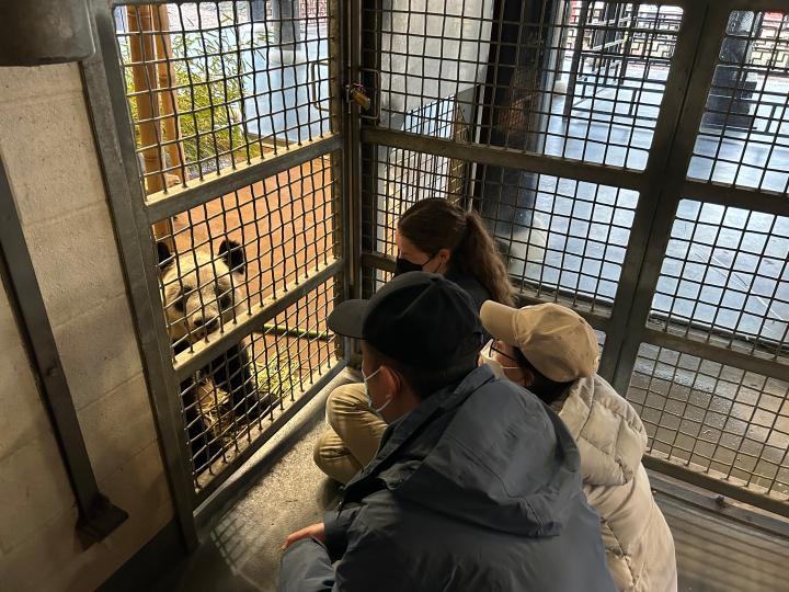 新华视点｜旅居美国的大熊猫“丫丫”将回国，身体状况如何？