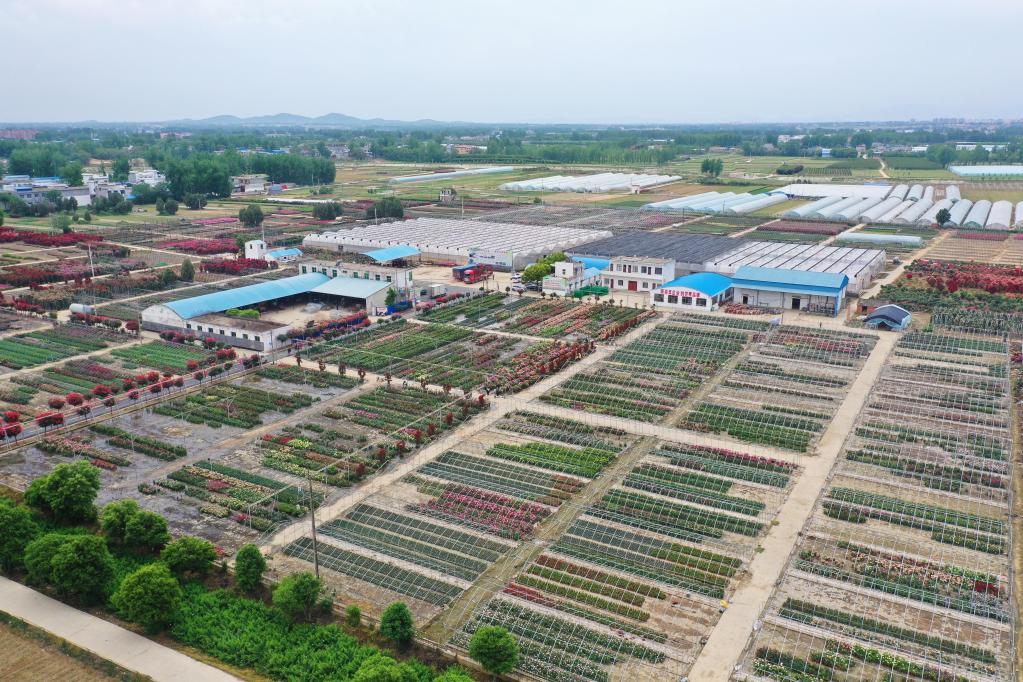 花千树 香满路：历史名城南阳的“绿色”跃升