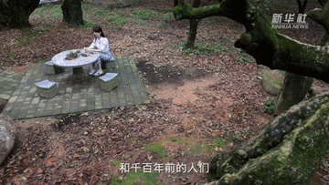 1300岁的荔枝树，唐朝人吃的也是这种味道吗？