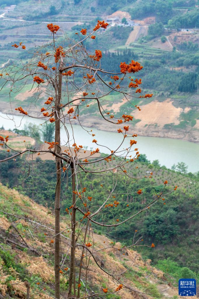 贵州首次发现国家一级重点保护野生植物广西火桐