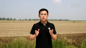 记者深入夏收一线，看粮食减损新成效