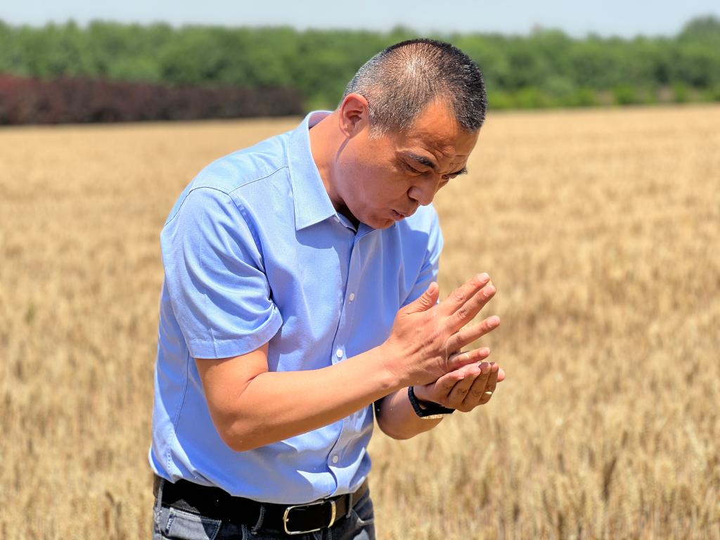做好“加减法” 增粮有实招——部分粮食主产区一线扫描