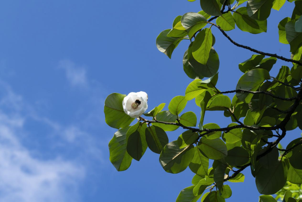贵州发现国家重点保护野生植物圆叶天女花