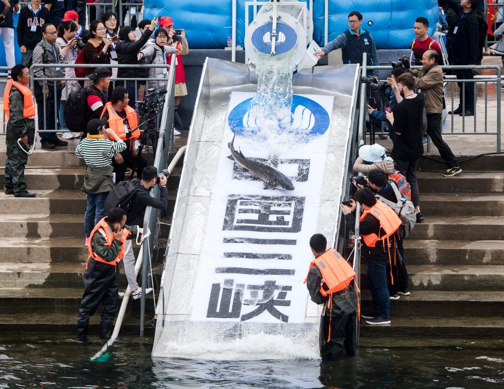 因为珍稀 所以珍惜！长江“吉祥三宝” 你了解多少?