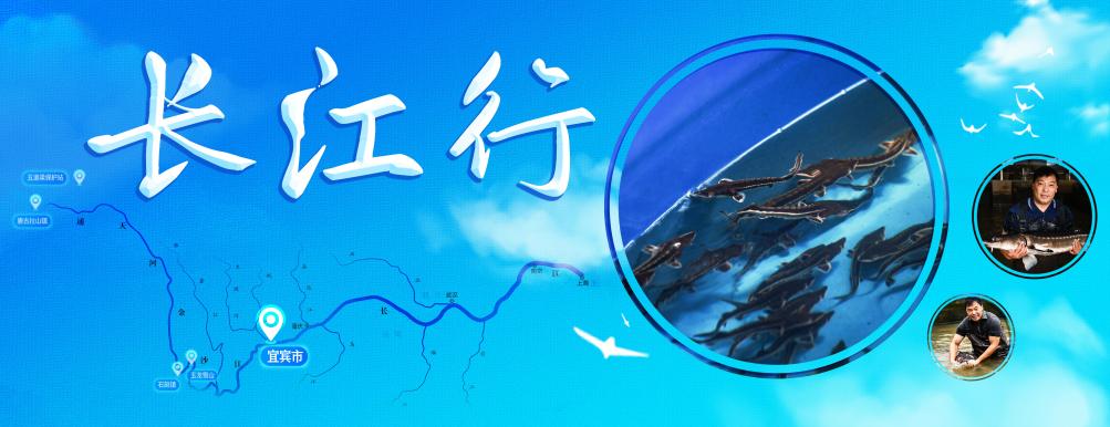 新时代中国调研行·长江篇丨“水中大熊猫”的“奶爸”