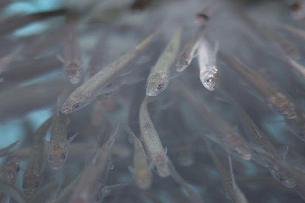 特写：“湟鱼宝宝”回家记