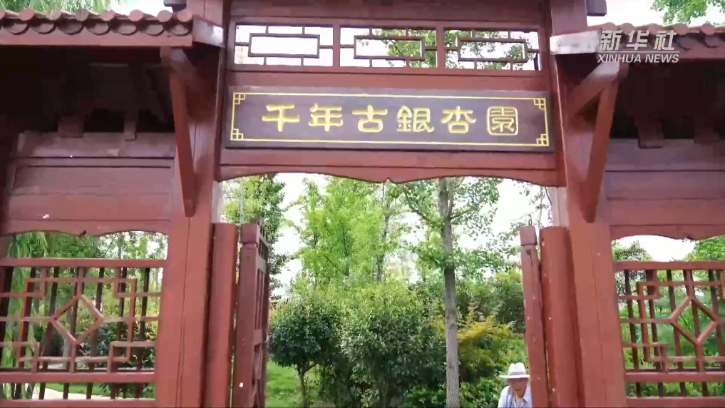 守护古树名木：800年古银杏树和它的“守护者”