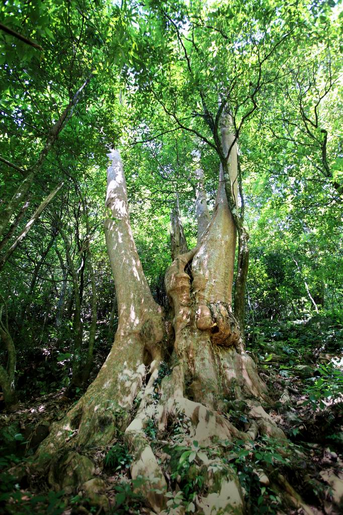 福建：古树“老有所依” 留住乡愁根脉
