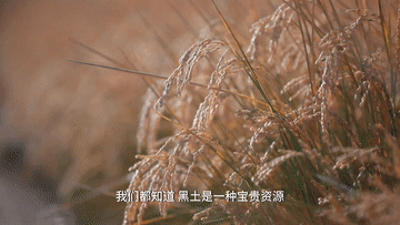 “洋记者”探访东北黑土地 揭秘“耕地中的大熊猫”