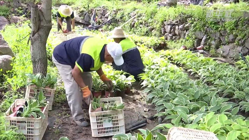 新华全媒+｜京西门头沟深山小村积极恢复“林花”经济