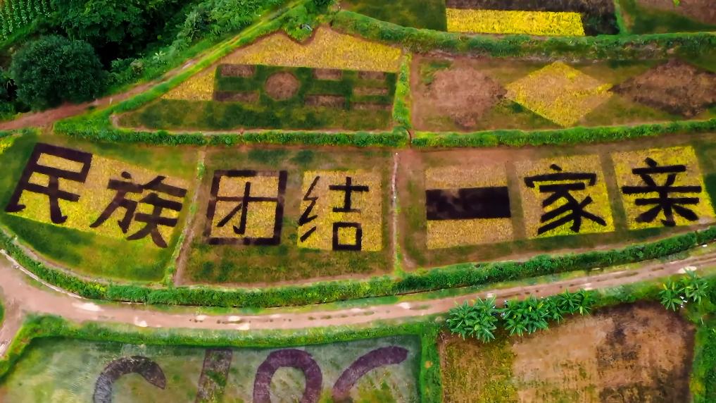 “画”里有“话”：多彩田野绘就丰收美好图景