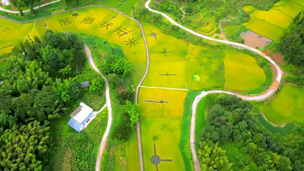“画”里有“话”：多彩田野绘就丰收美好图景