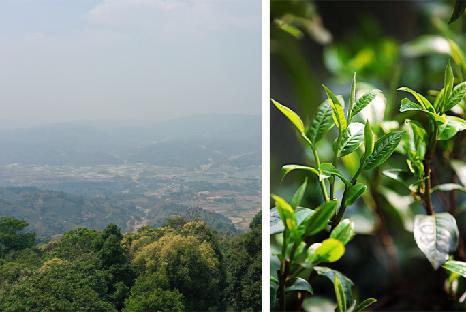 普洱传世新篇 | 解读非遗熟茶密码