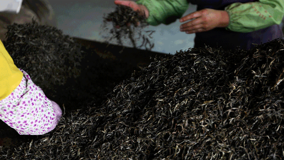 普洱传世新篇 | 解读非遗熟茶密码