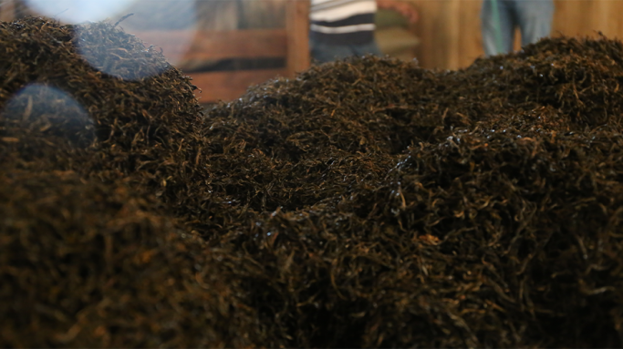 普洱传世新篇 | 解读非遗熟茶密码