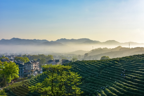 第九届中华茶奥会在浙江杭州启幕