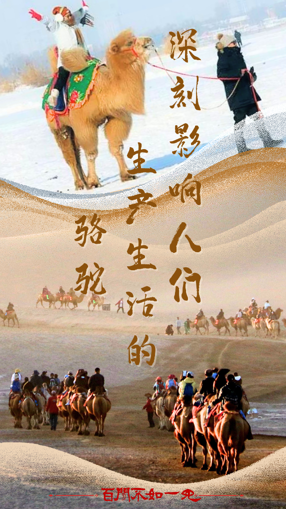 百闻不如一见｜行走在世界史中的骆驼