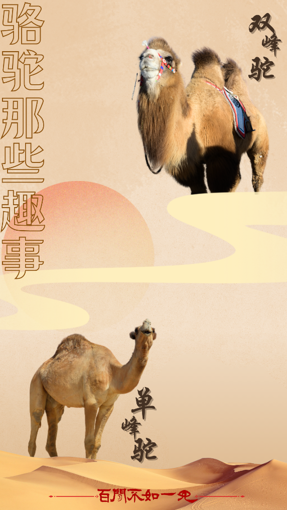 百闻不如一见｜行走在世界史中的骆驼